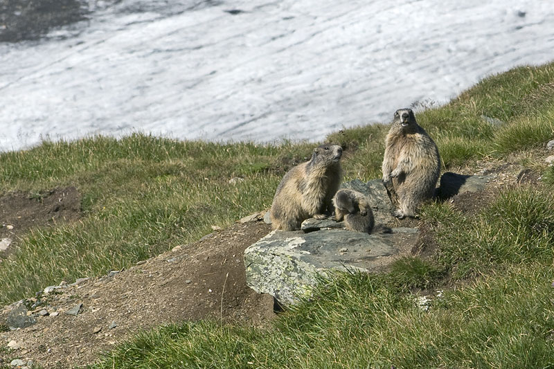 Flora und Fauna am Gletscher