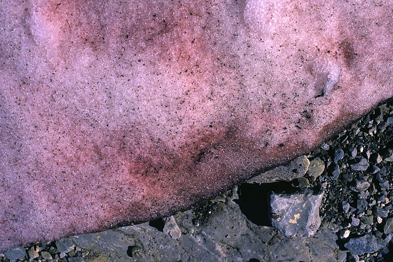 Glacier de Tsanfleuron, Blutschneealgen