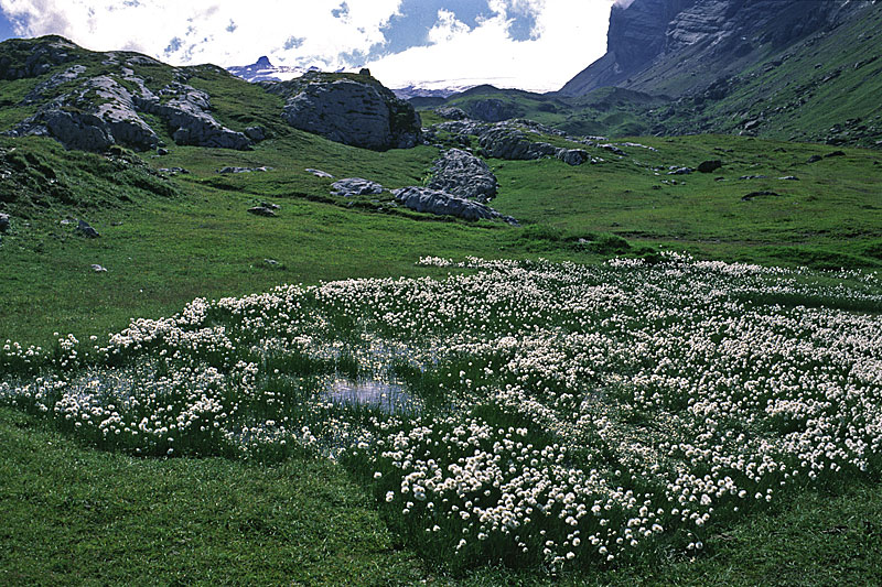 Glacier de Tsanfleuron, Wollgras