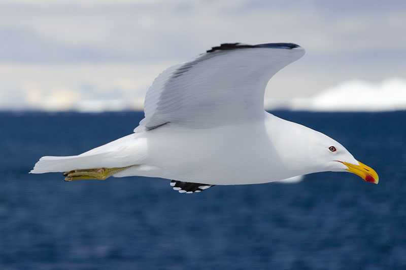 Wildlife: other birds Wildlife: other birds