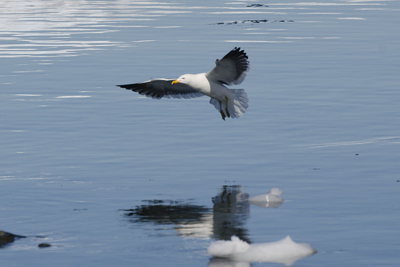 Wildlife: other birds Wildlife: other birds