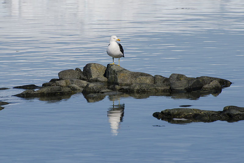 Wildlife: other birds