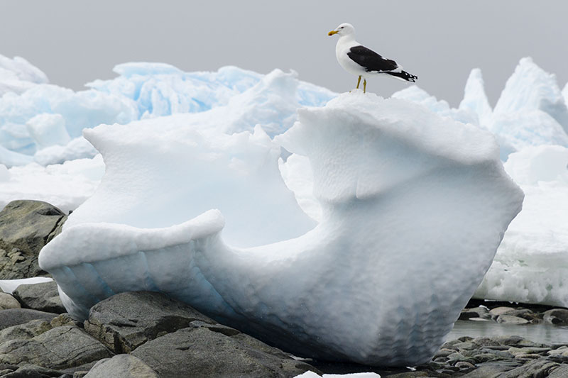 Wildlife: other birds Wildlife: other birds