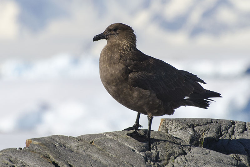 Wildlife: other birds