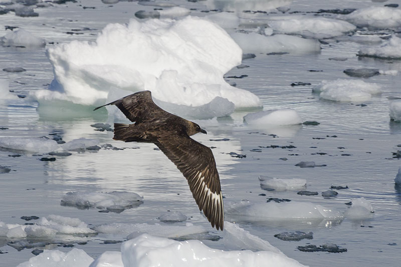 Wildlife: other birds Wildlife: other birds