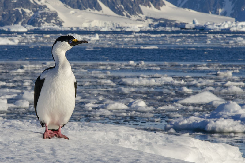 Wildlife: other birds