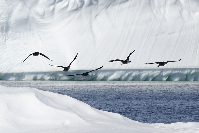 Wildlife: other birds Wildlife: other birds
