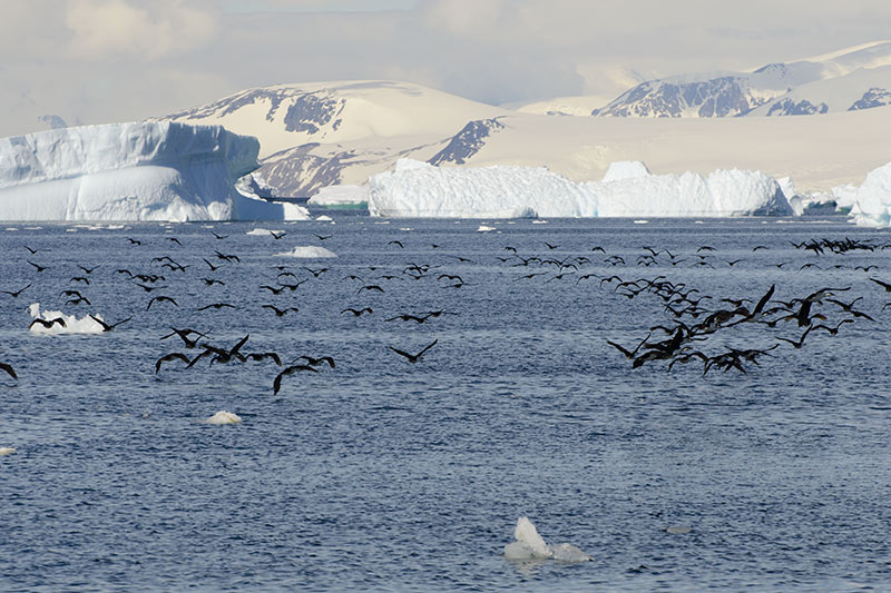 Wildlife: other birds