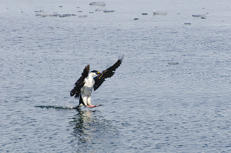 Wildlife: other birds