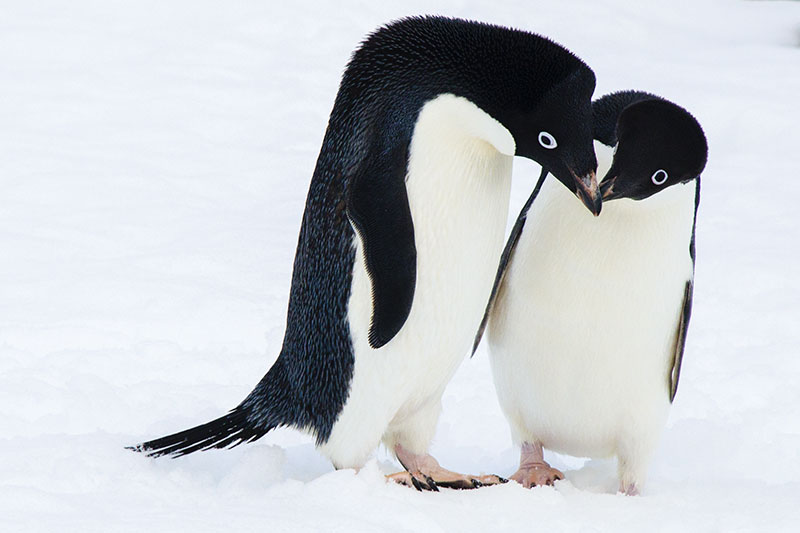 Wildlife: Penguins Wildlife: Penguins