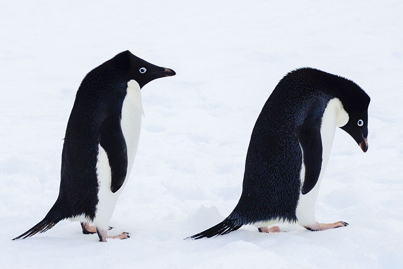 Wildlife: Penguins