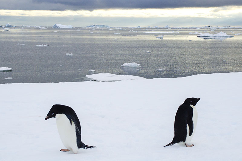 Wildlife: Penguins