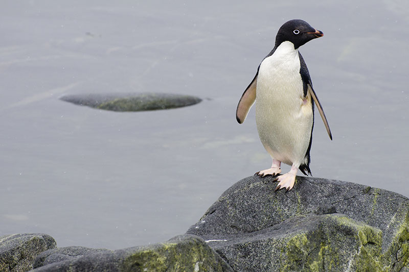 Wildlife: Penguins