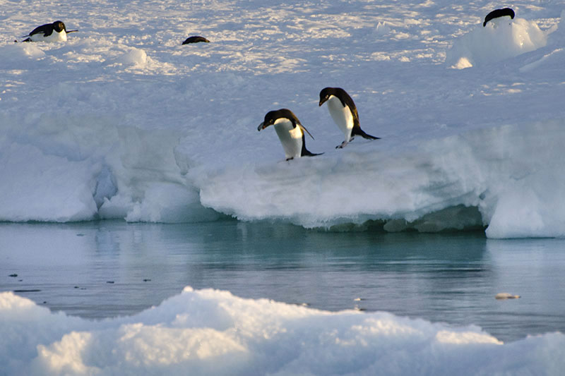 Wildlife: Penguins