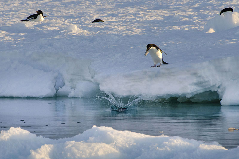 Wildlife: Penguins Wildlife: Penguins