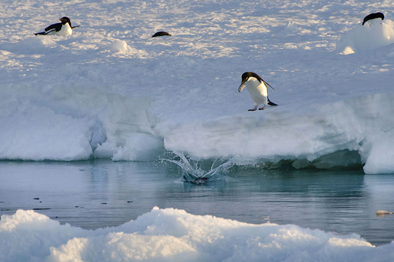 Wildlife: Penguins