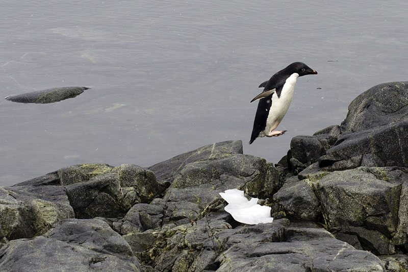 Wildlife: Penguins