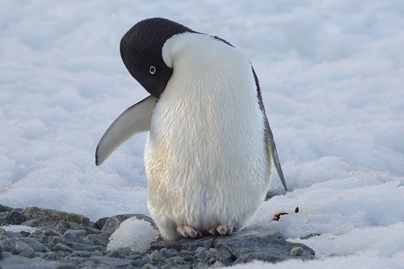 Wildlife: Penguins