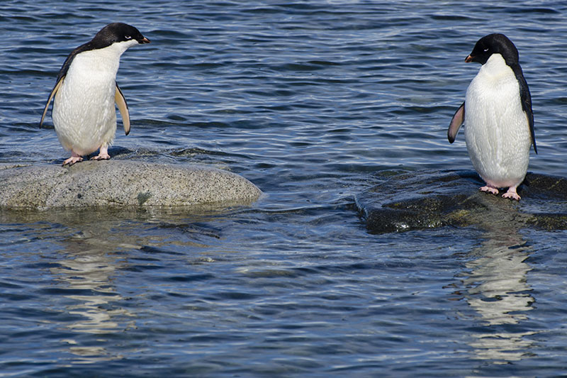 Wildlife: Penguins