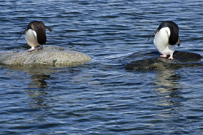 Wildlife: Penguins