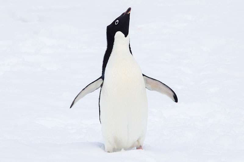 Wildlife: Penguins Wildlife: Penguins