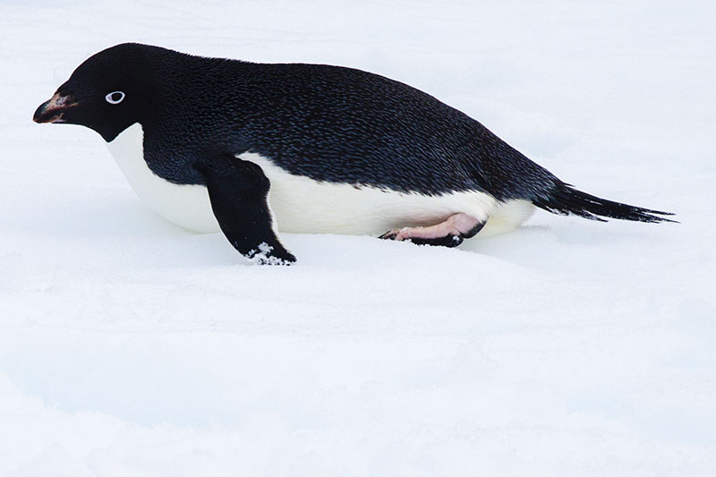 Wildlife: Penguins Wildlife: Penguins