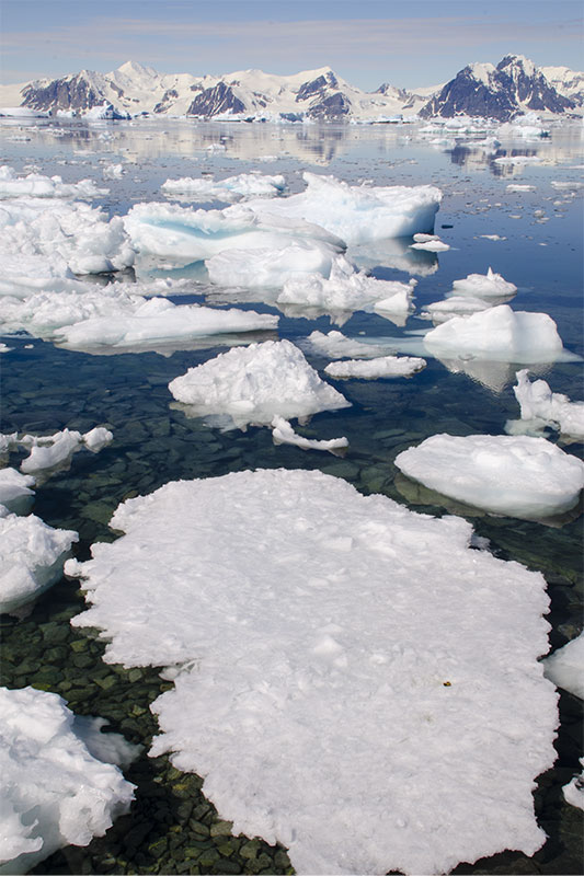 Sea ice Sea ice
