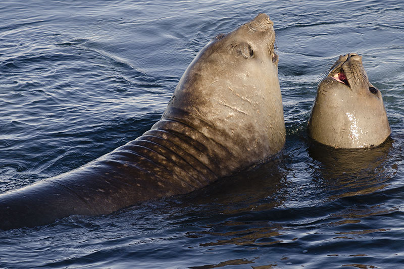 Wildlife: Seals