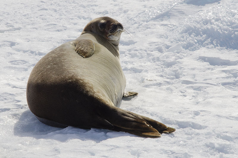 Wildlife: Seals