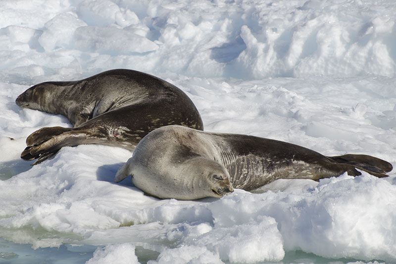 Wildlife: Seals