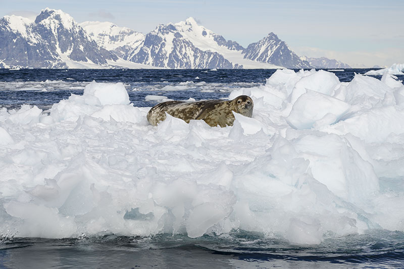 Wildlife: Seals