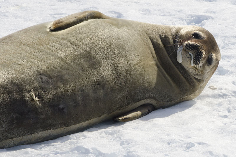 Wildlife: Seals