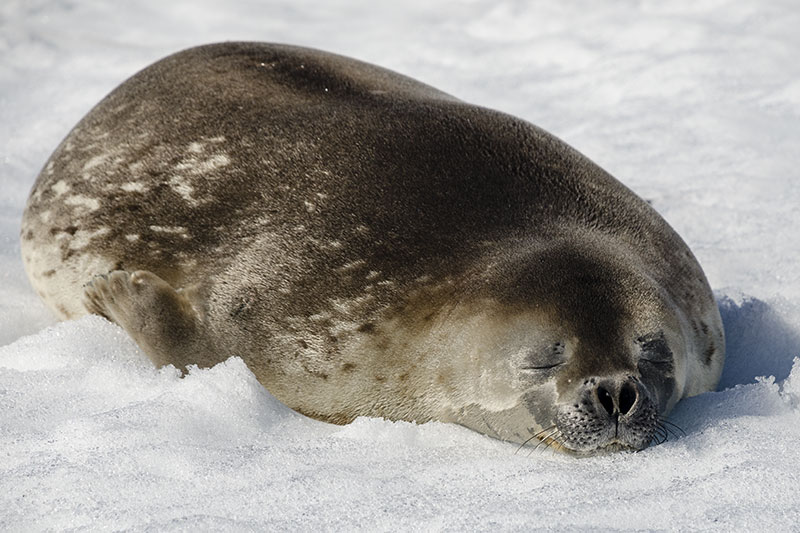 Wildlife: Seals