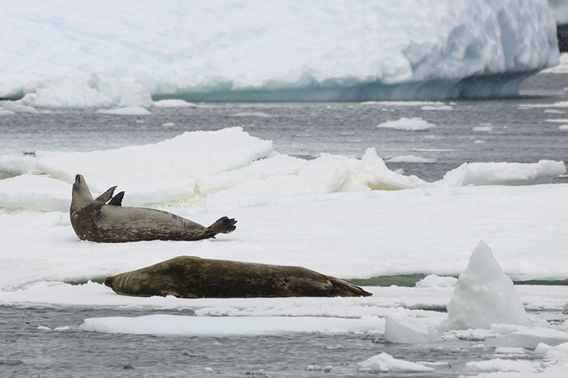 Wildlife: Seals