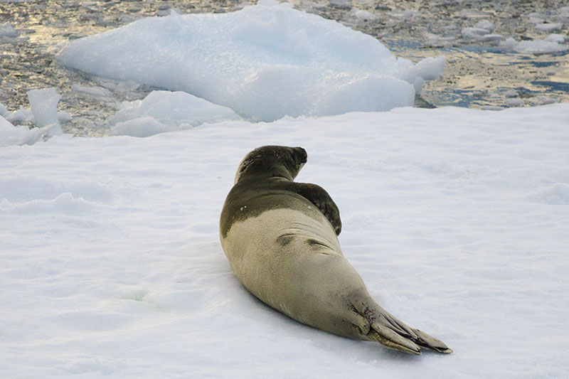 Wildlife: Seals