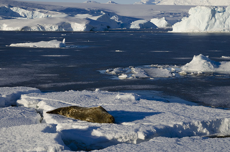 Wildlife: Seals