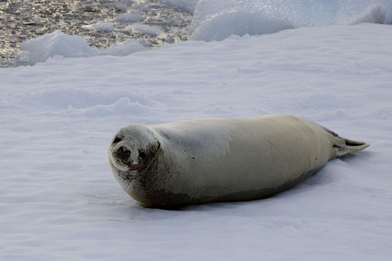 Wildlife: Seals