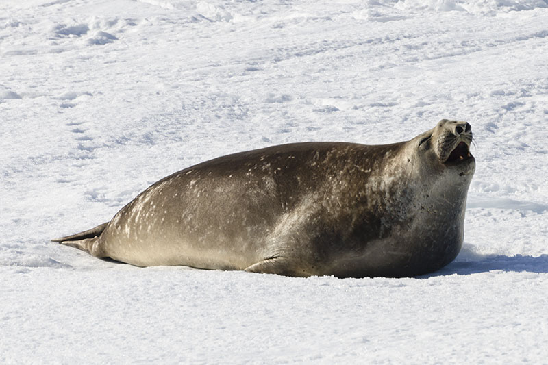 Wildlife: Seals