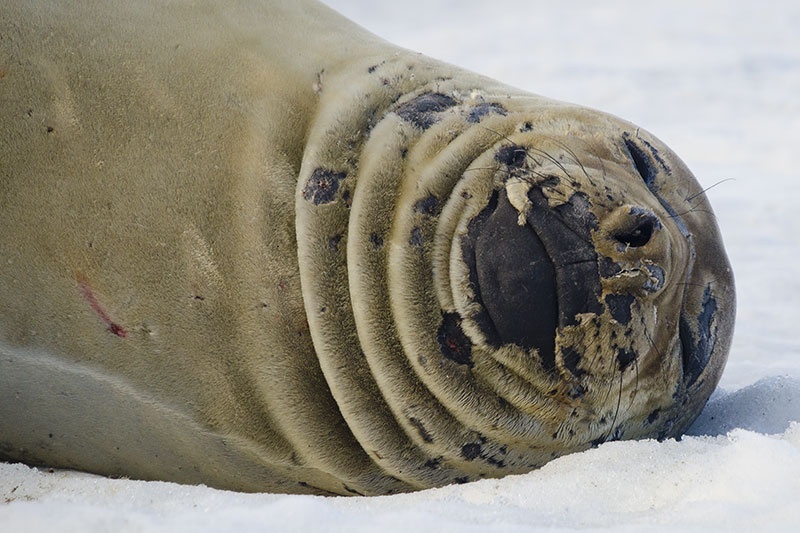 Wildlife: Seals