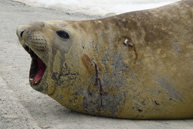 Wildlife: Seals