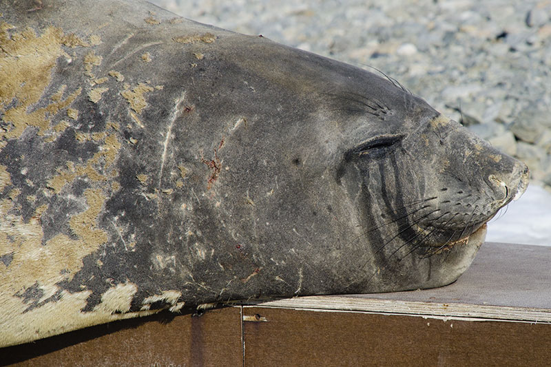 Wildlife: Seals