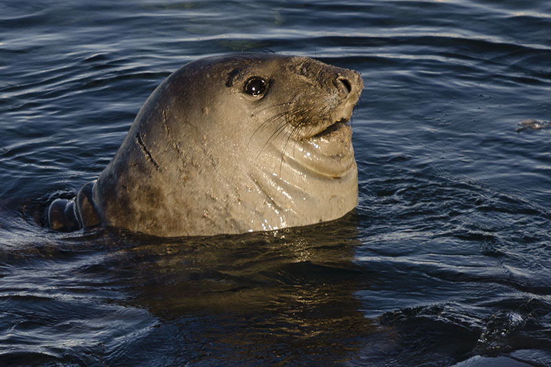 Wildlife: Seals