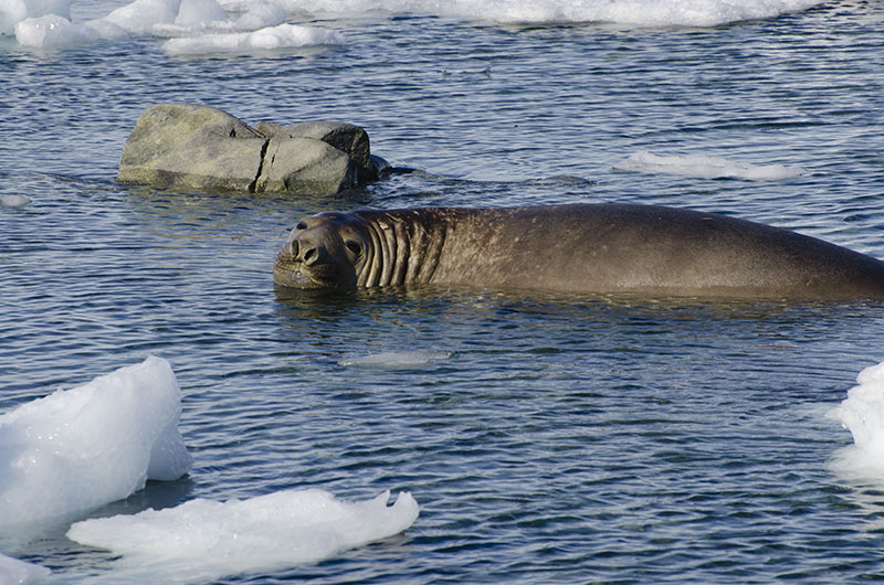 Wildlife: Seals