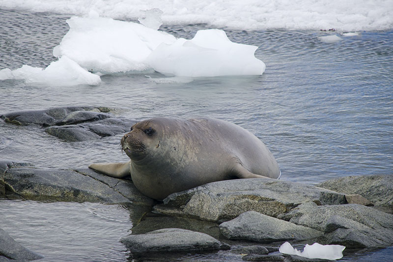 Wildlife: Seals