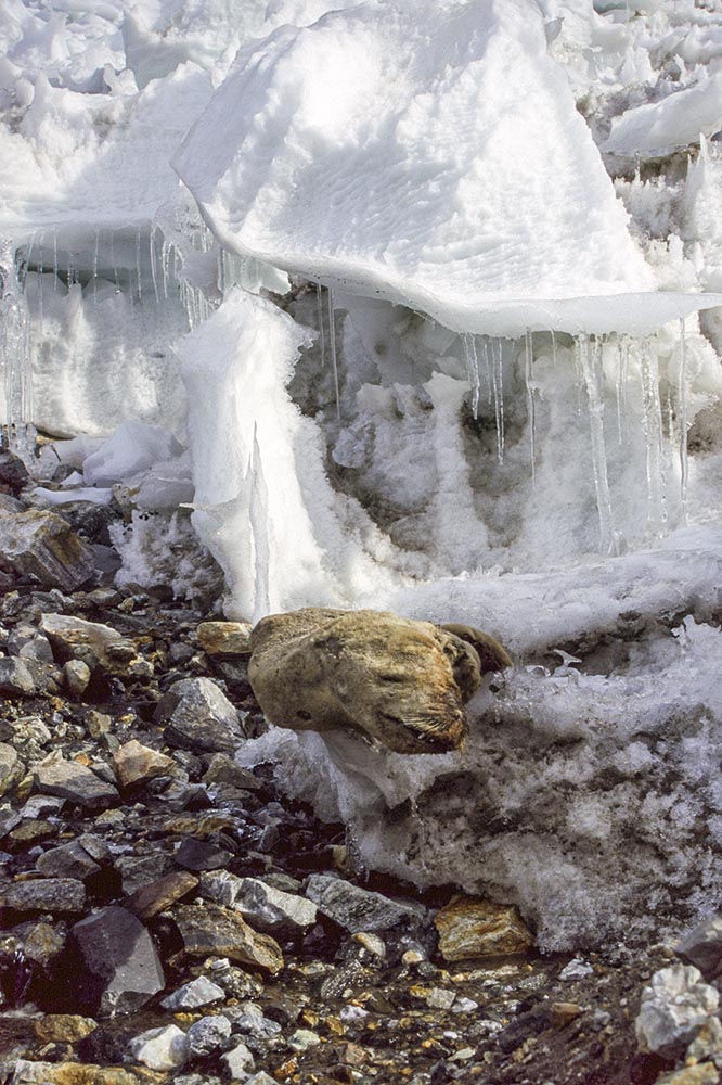 
Suess Glacier, Dry Valleys, Antarctica
