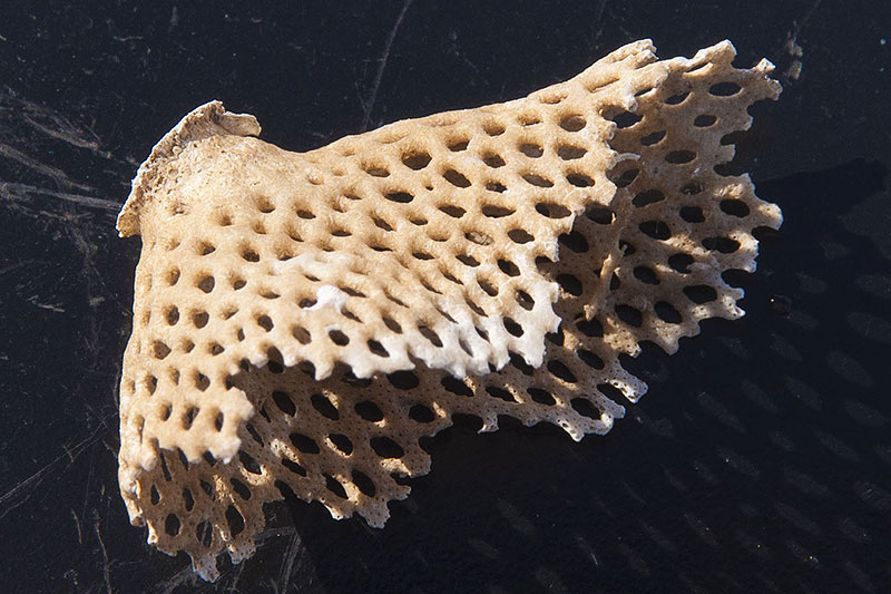 Ice Shelf Organisms Ice Shelf Organisms