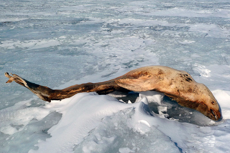 Ice Shelf Organisms