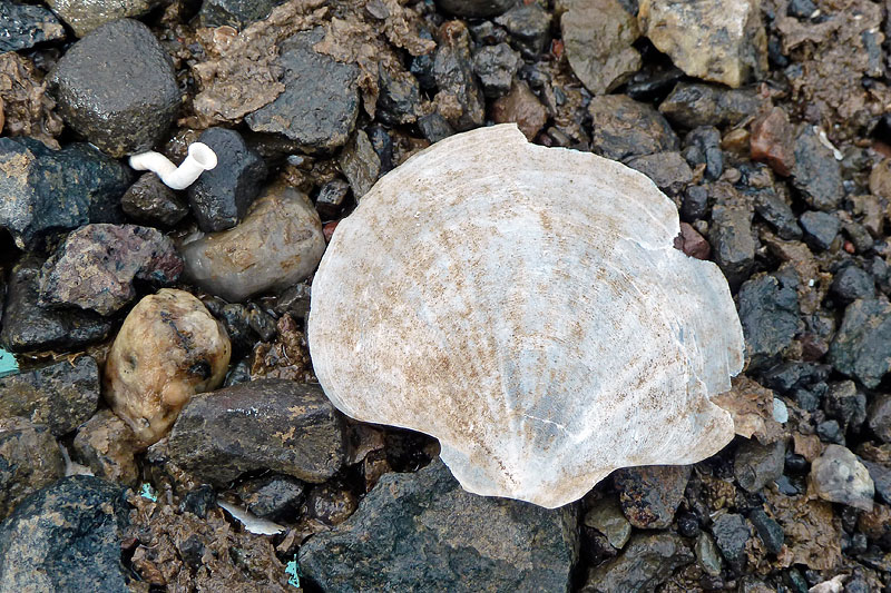 Ice Shelf Organisms