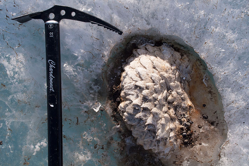 Ice Shelf Organisms Ice Shelf Organisms