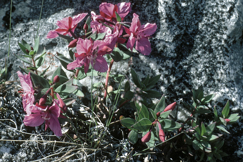 Arctic flora
